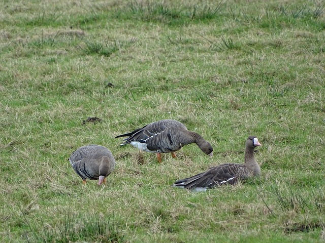 凯恩不仅在 凯恩不仅在
